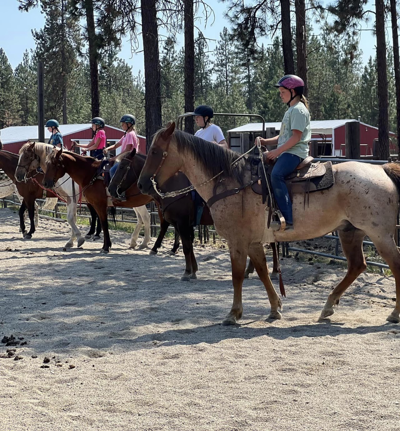 Training & Colt Starting