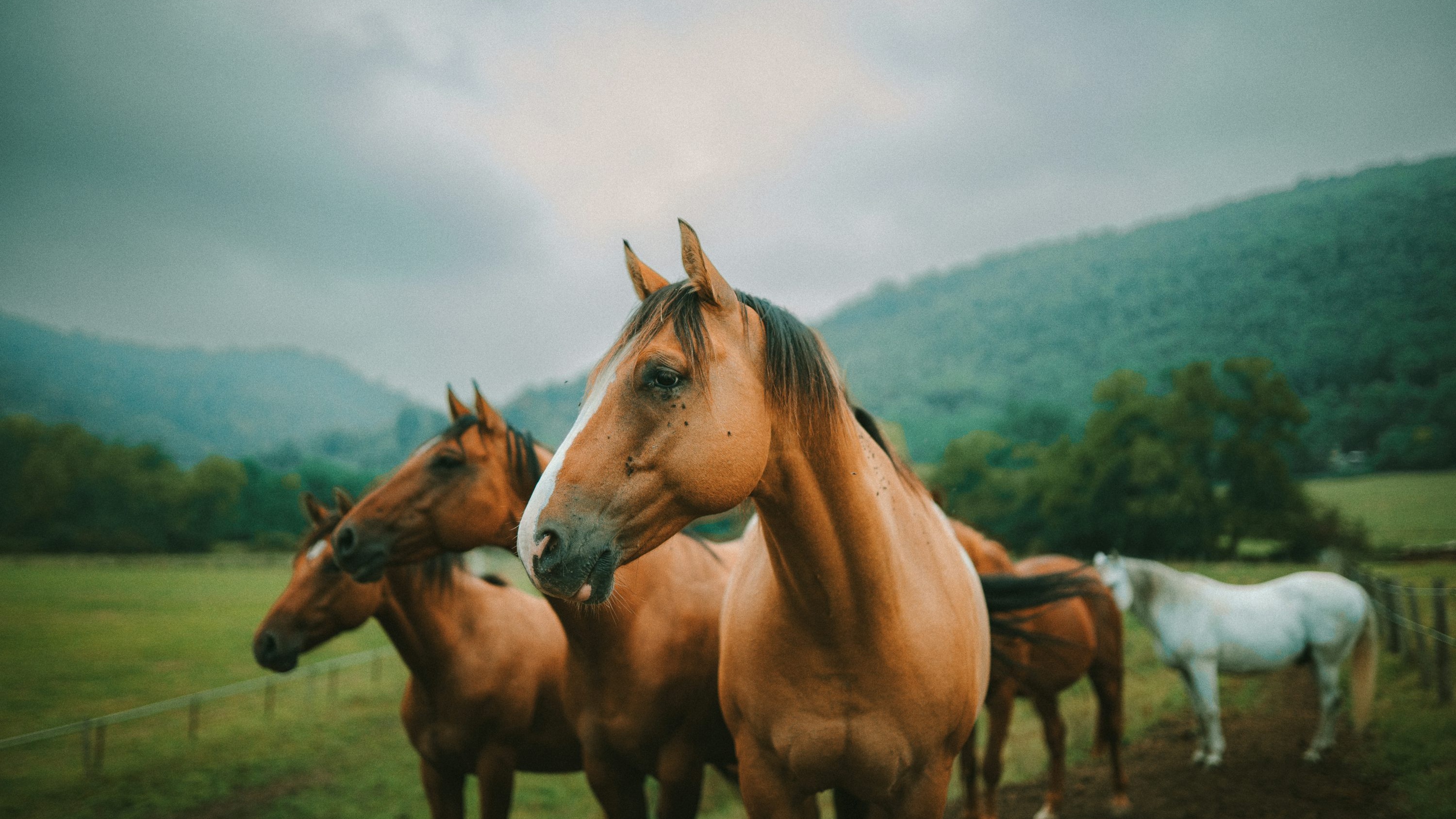 Riders and horses lined up at dusk under the Chattaroy sky at JT Ranch